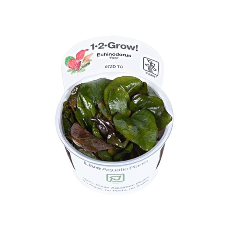 Planta acvariu Echinodorus Reni in vitro Tropica - imagine 4